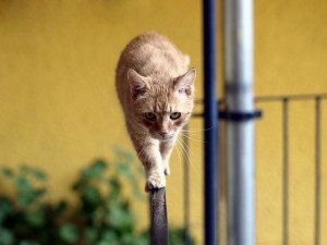 кот на балконе фото (5)